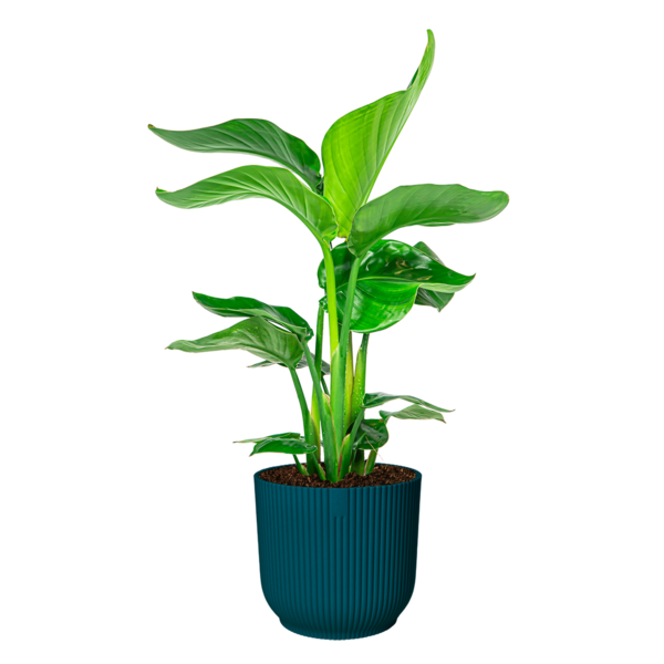 Strelitzia Nicolai Small in Elho Vibes Ø 22