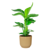 Strelitzia Nicolai Small in Elho Vibes Ø 22