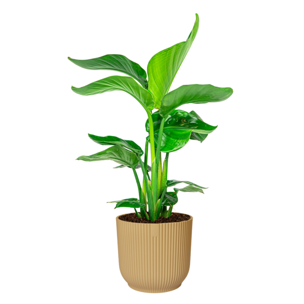 Strelitzia Nicolai Small in Elho Vibes Ø 22