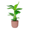 Strelitzia Nicolai Small in Elho Vibes Ø 22