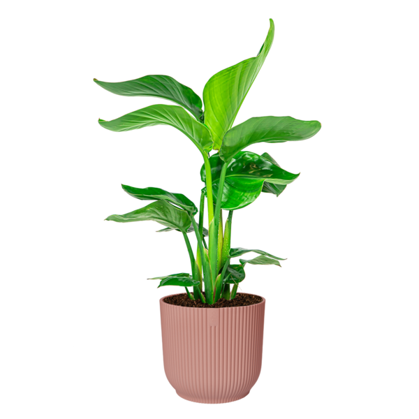 Strelitzia Nicolai Small in Elho Vibes Ø 22