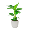 Strelitzia Nicolai Small in Elho Vibes Ø 22