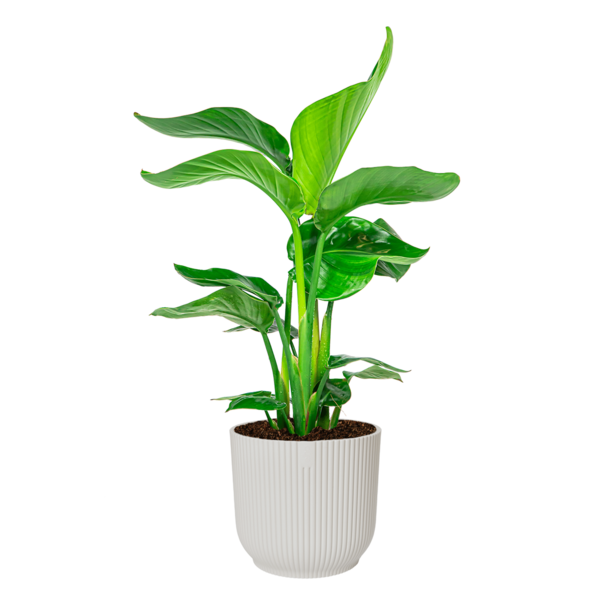 Strelitzia Nicolai Small in Elho Vibes Ø 22