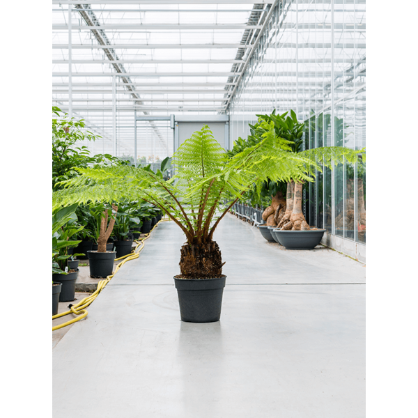Dicksonia Antarctica - hoogte 150 cm