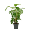 Calathea bicajoux gecko