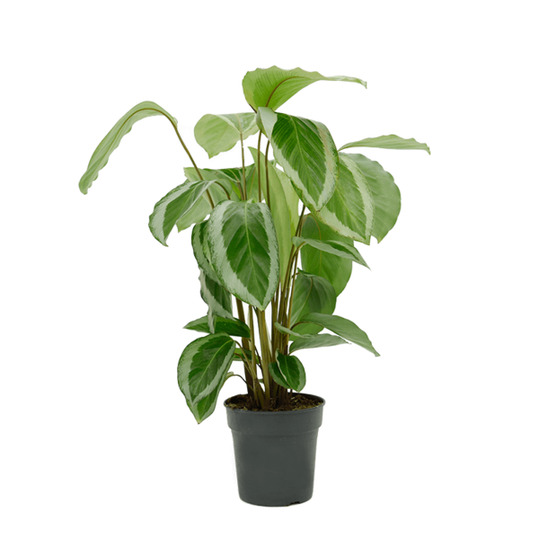 Calathea bicajoux gecko