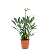 Strelitzia Reginae