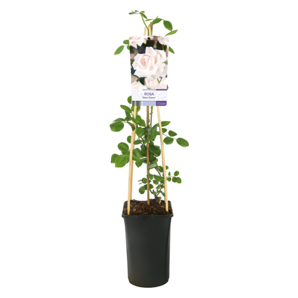 Rosa 'New Dawn'