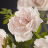 Rosa 'New Dawn'