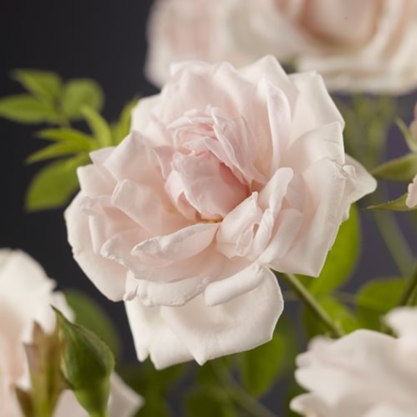 Rosa 'New Dawn'