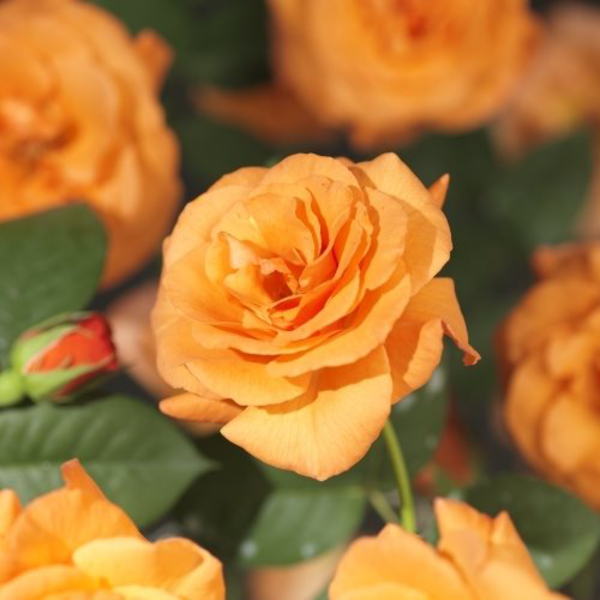 Rosa 'Orange Climber'