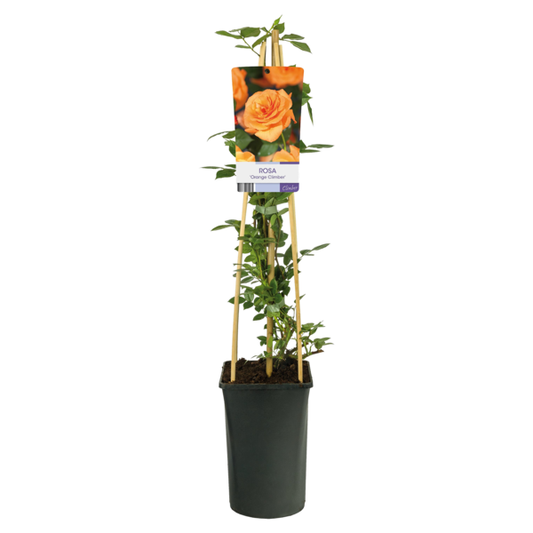 Rosa 'Orange Climber'