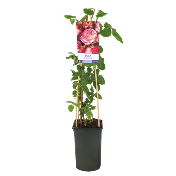 Rosa 'Pink Candy'