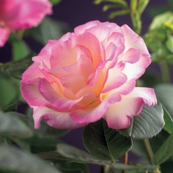 Rosa 'Pink Candy'