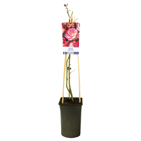 Rosa 'Pink Candy'