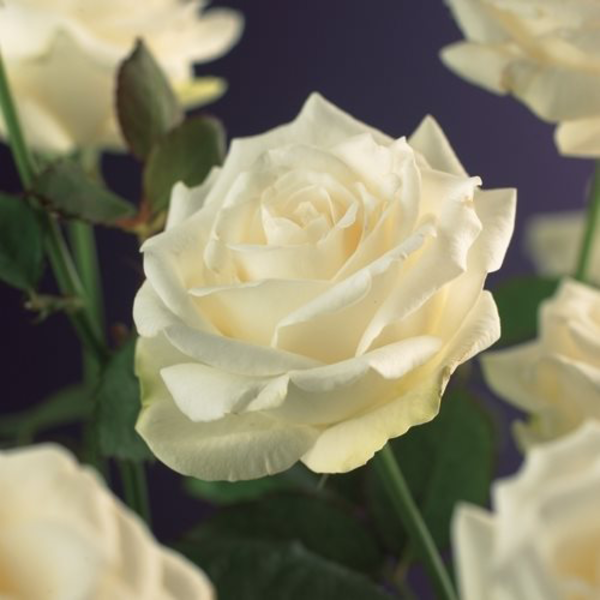 Rosa 'White Climber'