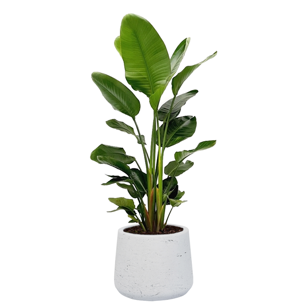 Strelitzia Nicolai in Rugged Patt XXL