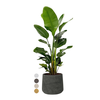 Strelitzia Nicolai in Rugged Patt XXL