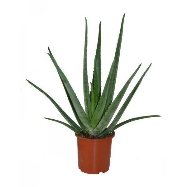 Aloe Vera Plant Kopen Fleur Nl