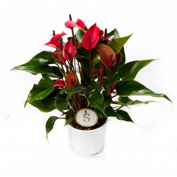 Anthurium Donker roze medium