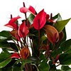 Anthurium Donker roze medium