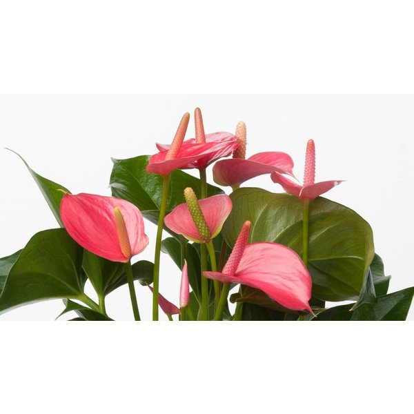 Anthurium roze medium