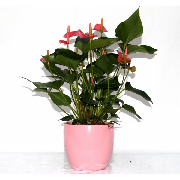 Anthurium roze medium
