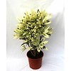 Croton struik mrs Iceton large