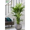 Palm Kentia in pot Elho