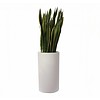 Sansevieria Laurentii in pot Elho
