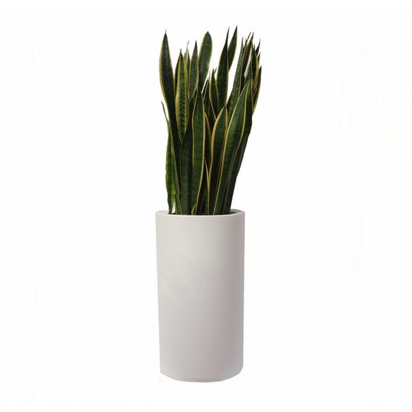 Sansevieria Laurentii in pot Elho
