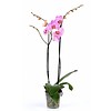 Orchidee Pink Violin