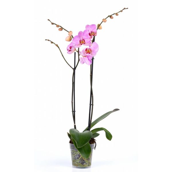 Orchidee Pink Violin