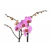 Orchidee Pink Violin