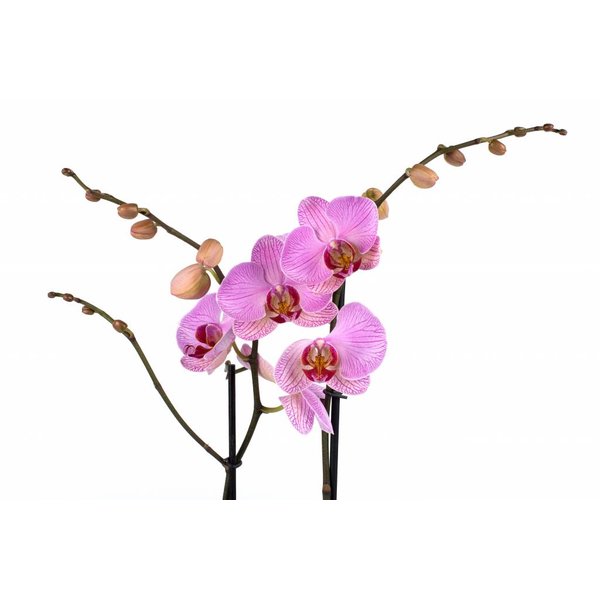 Orchidee Pink Violin