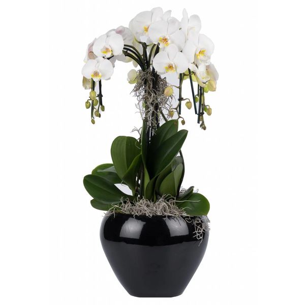 Orchidee Waterfall in pot Black