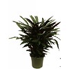 Calathea Rufibarba XL