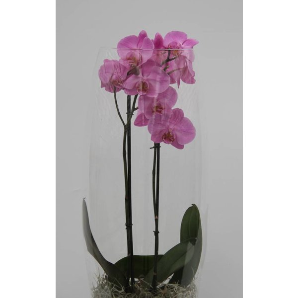 Orchidee Pink in vase Majestic