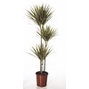 Dracaena Marginata Bicolor large