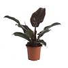 Philodendron Imperial Red small