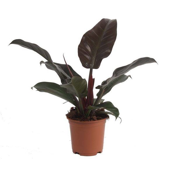 Philodendron Imperial Red small