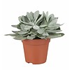 Vetplant Senecio cephalophorus