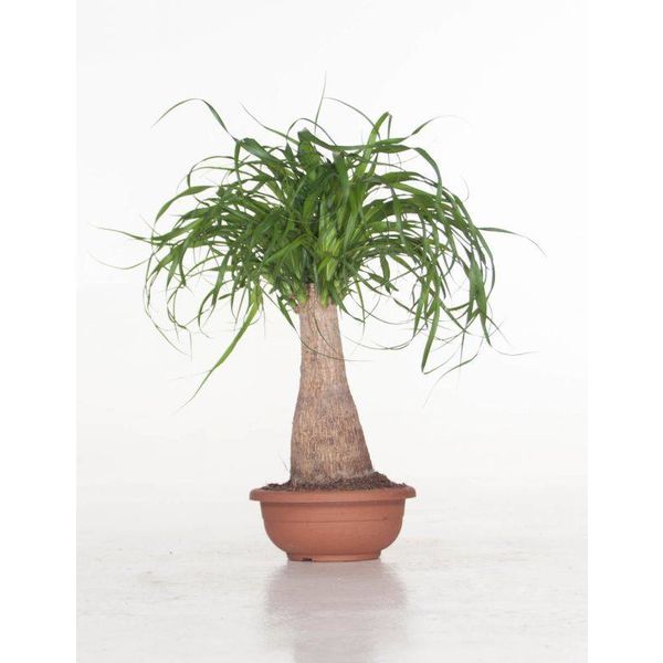 Beaucarnea Olifantenboom small