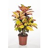 Croton stuik medium