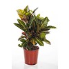 Croton struik Nerve large