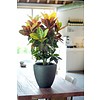 Croton struik Nerve large