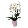 Orchidee White Cascade in pot Pink
