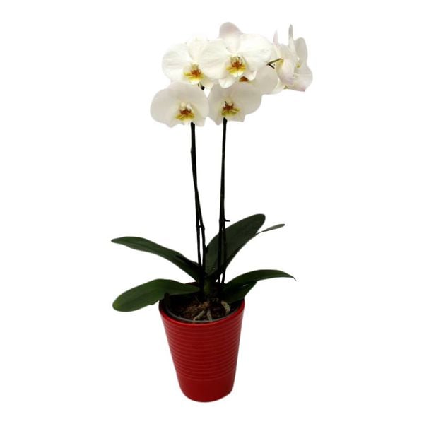  Orchidee White in pot Red