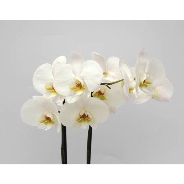  Orchidee White in pot Red