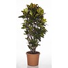 Croton struik XXL